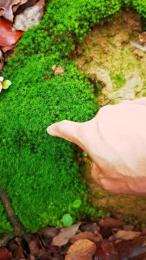 苔藓植物体内有没有输导组织?一文读懂苔藓的“血管”真相与园艺养护 结语:没有“血管”的绿色生命
