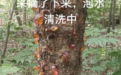 桃树杀菌剂选择与使用全攻略：防治病害的最佳药剂及操作标准