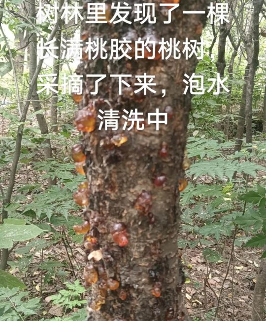桃树杀菌剂选择与使用全攻略：防治病害的最佳药剂及操作标准