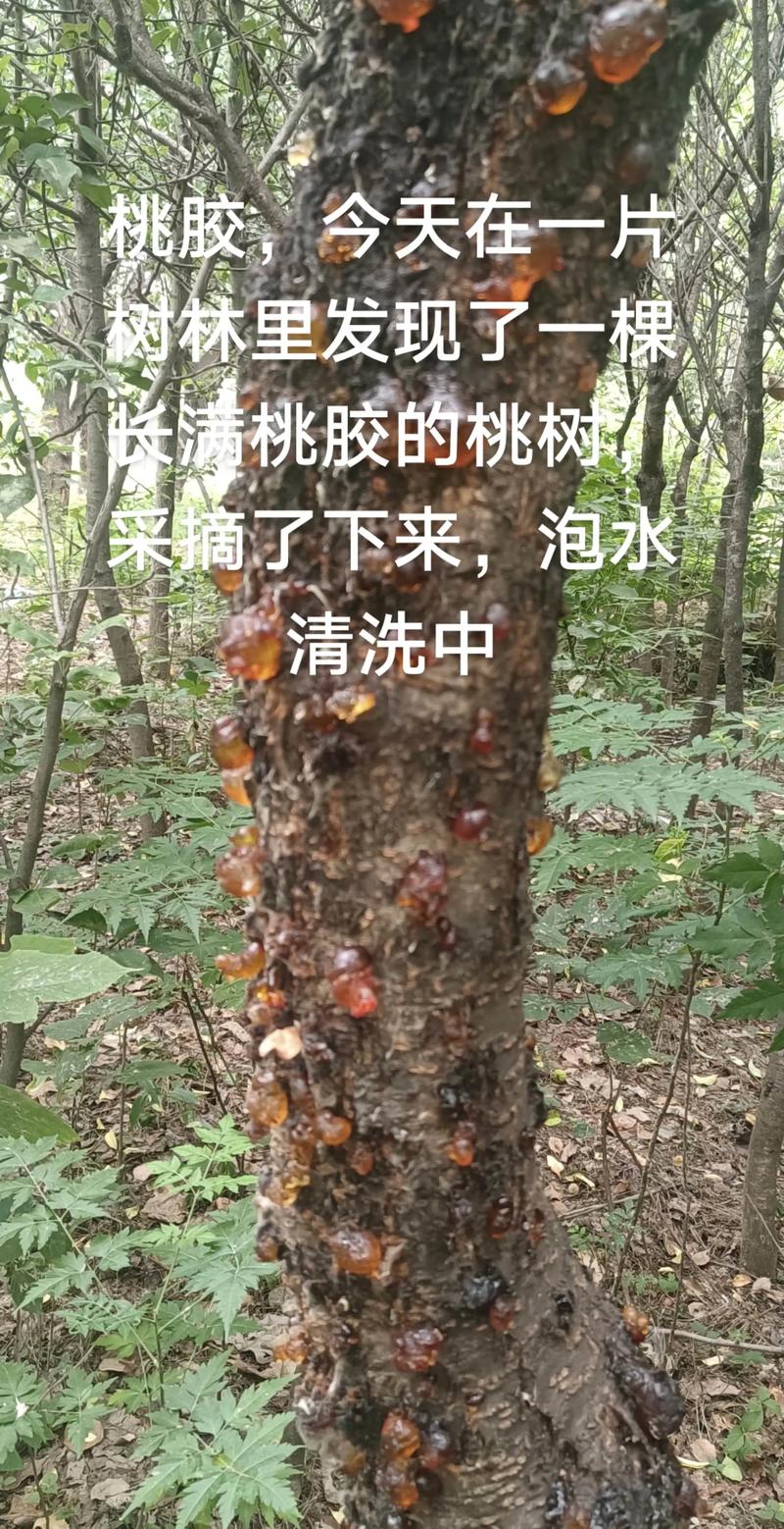 桃树杀菌剂选择与使用全攻略:防治病害的最佳药剂及操作标准 桃树杀菌剂选择与使用全攻略:防治病害的最佳药剂及操作标准