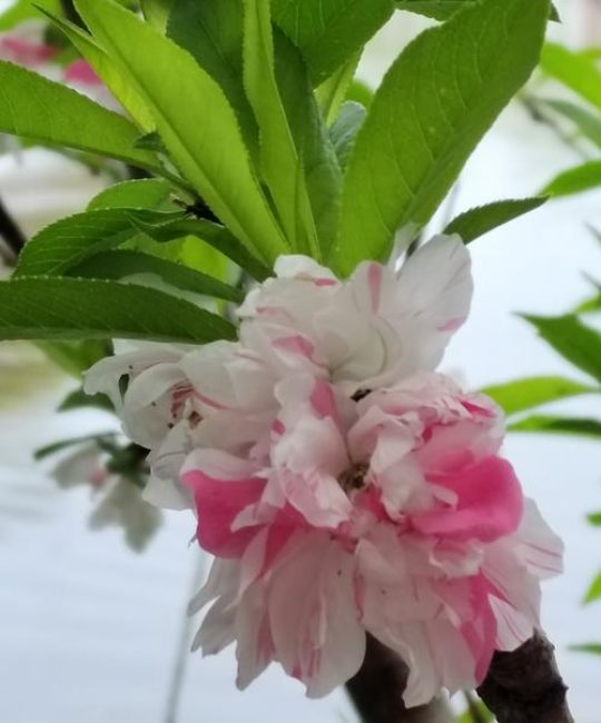樱花树的果实是樱桃吗？详解樱花与食用樱桃的区别及种植指南