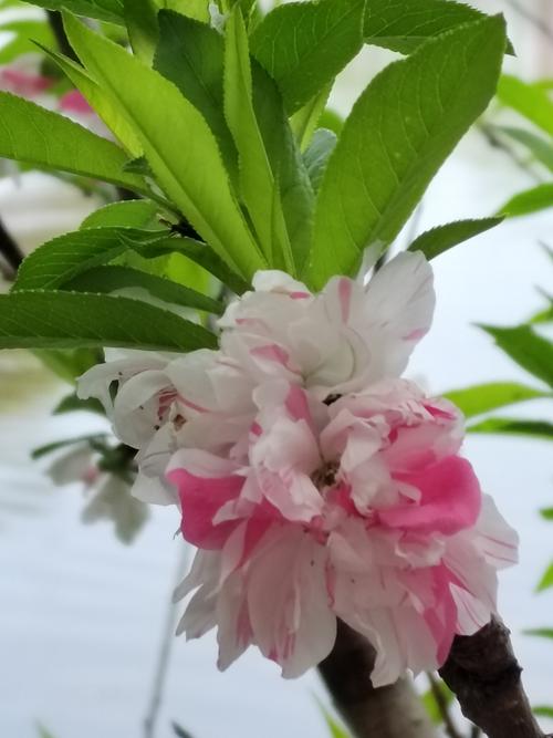 樱花树的果实是樱桃吗？详解樱花与食用樱桃的区别及种植指南