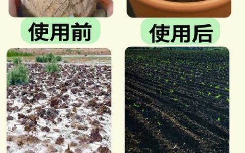 改善土壤板结用什么肥料？家庭园艺土壤改良实操指南