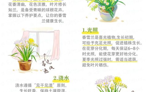 兰花的寓意与庭院盆栽养护指南