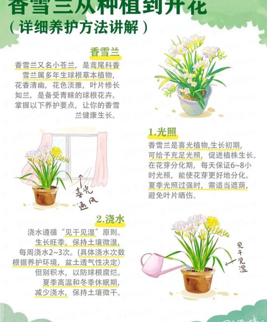 兰花的寓意与庭院盆栽养护指南