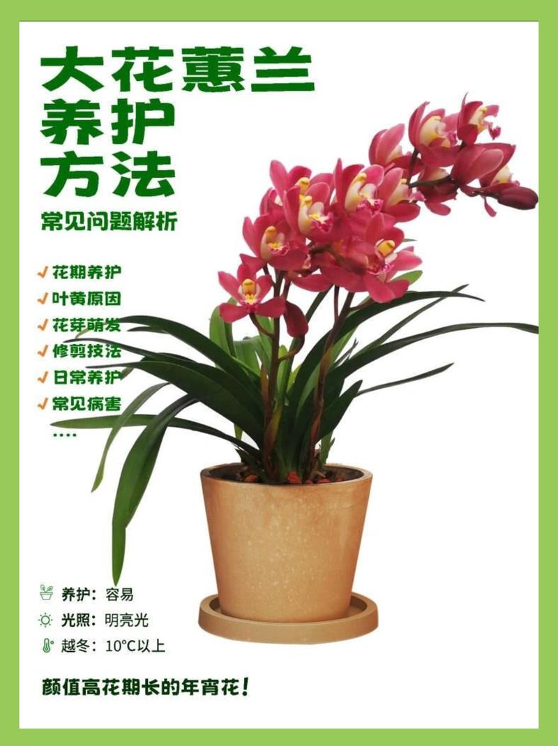 兰花的寓意与庭院盆栽养护指南 三、光照与温度管理