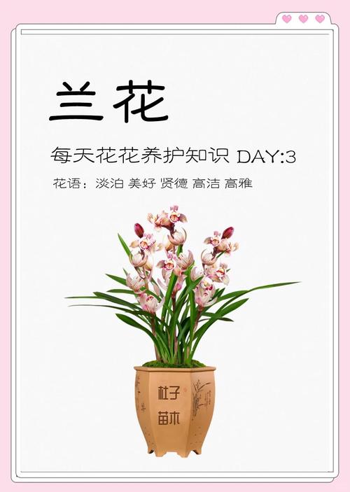 兰花的寓意与庭院盆栽养护指南 六、盆栽兰花的摆放与文化点缀