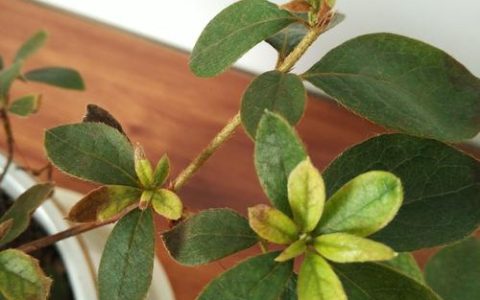 杜鹃花掉叶子是怎么回事？4大原因排查与急救指南