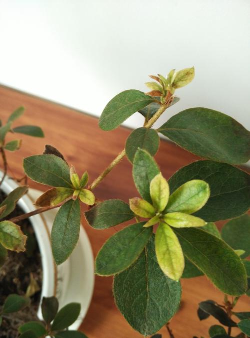 杜鹃花掉叶子是怎么回事?4大原因排查与急救指南 杜鹃花掉叶子是怎么回事?4大原因排查与急救指南