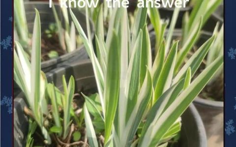 玉蝉花是水生植物吗？——挺水属性、水深要求与养护全解析