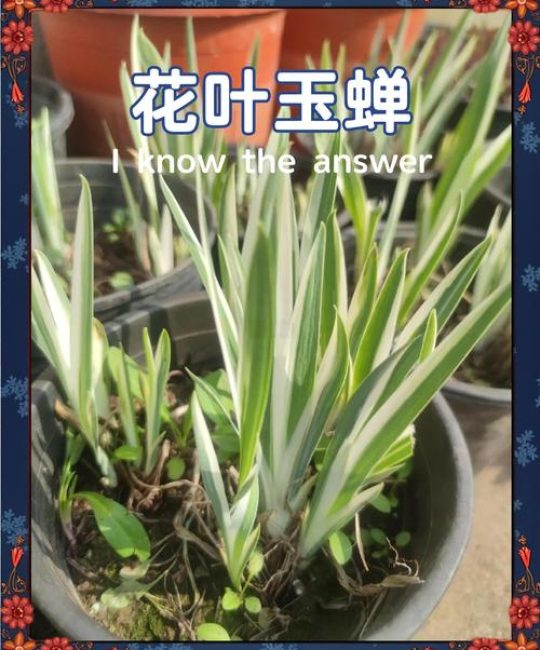 玉蝉花是水生植物吗？——挺水属性、水深要求与养护全解析