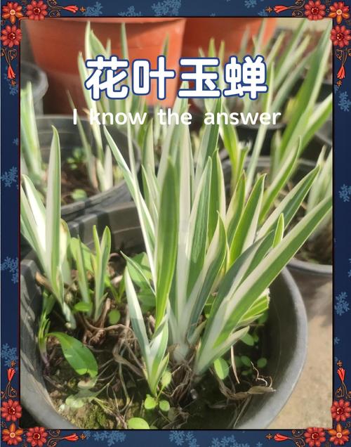 玉蝉花是水生植物吗?——挺水属性、水深要求与养护全解析 玉蝉花的分类与生态定位