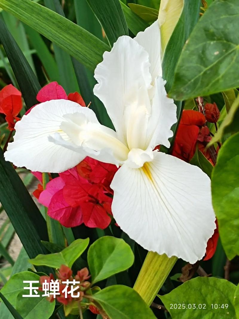 玉蝉花是水生植物吗?——挺水属性、水深要求与养护全解析 玉蝉花种植与越冬管理操作指南