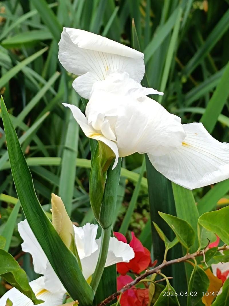 玉蝉花是水生植物吗?——挺水属性、水深要求与养护全解析 玉蝉花在水景中的搭配推荐