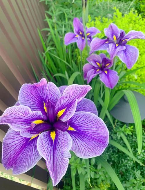 玉蝉花是水生植物吗?——挺水属性、水深要求与养护全解析 玉蝉花常见问题(FAQ)