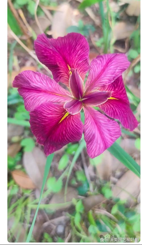 玉蝉花是水生植物吗?——挺水属性、水深要求与养护全解析 玉蝉花养护中常见的误区与扩繁控制