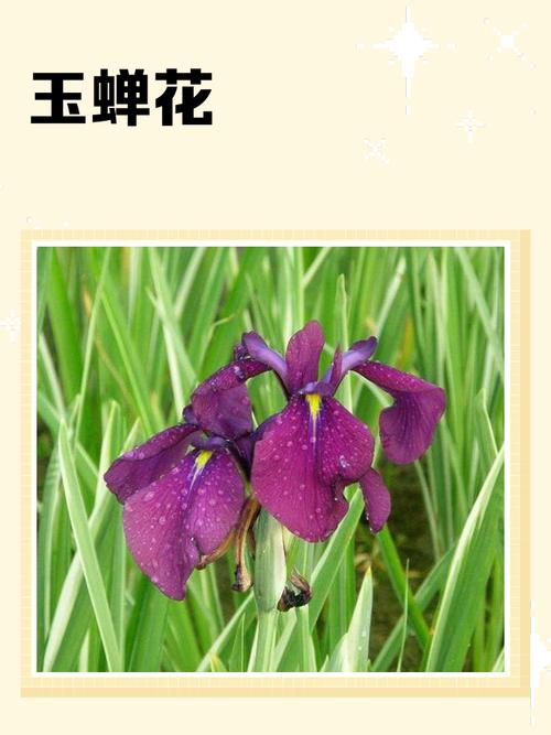 玉蝉花是水生植物吗?——挺水属性、水深要求与养护全解析 总结