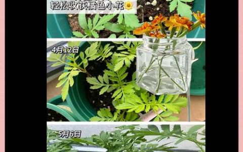 花草籽怎么种？从播种到成苗的完整操作指南（附具体参数）