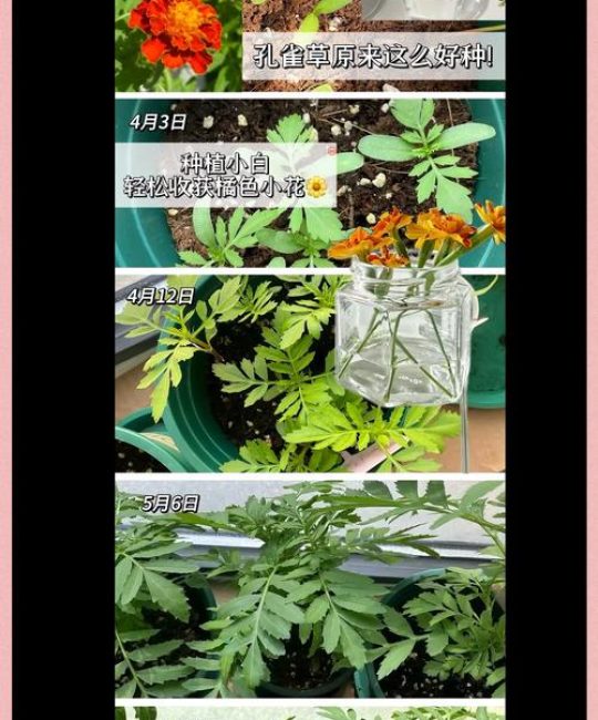花草籽怎么种？从播种到成苗的完整操作指南（附具体参数）