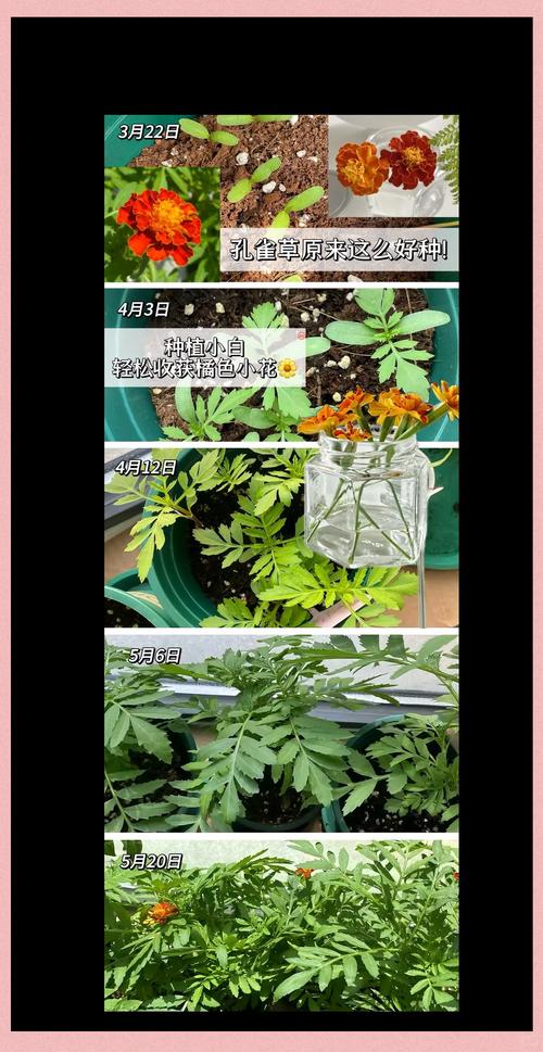 花草籽怎么种?从播种到成苗的完整操作指南(附具体参数) 花草籽播种的核心要点