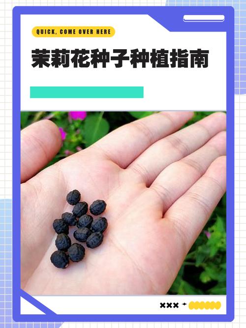 花草籽怎么种?从播种到成苗的完整操作指南(附具体参数) 六、出苗后的缓苗管理