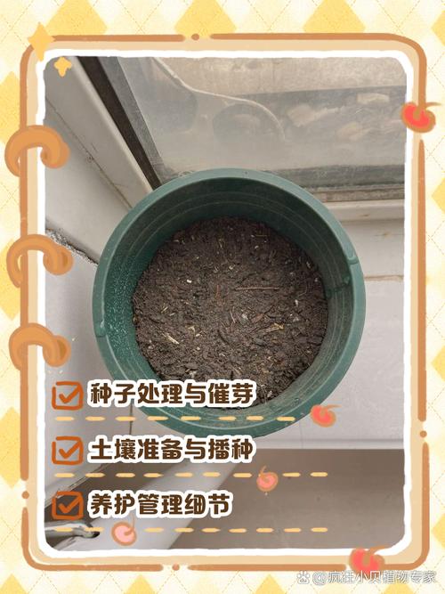 花草籽怎么种?从播种到成苗的完整操作指南(附具体参数) 五、播种后浇水