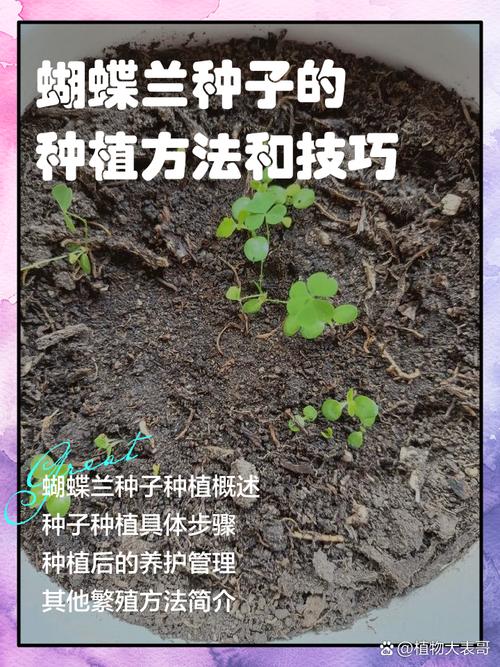 花草籽怎么种?从播种到成苗的完整操作指南(附具体参数) 总结:花草籽种植的三大核心口诀
