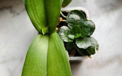 蝴蝶兰用什么土栽培最好？专业水苔与树皮配比指南
