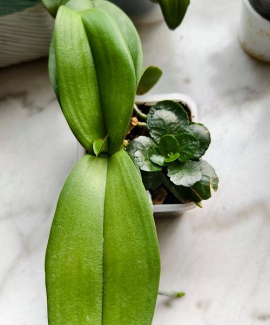 蝴蝶兰用什么土栽培最好？专业水苔与树皮配比指南