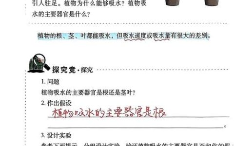 植物吸收的大部分水主要用于什么作用？
