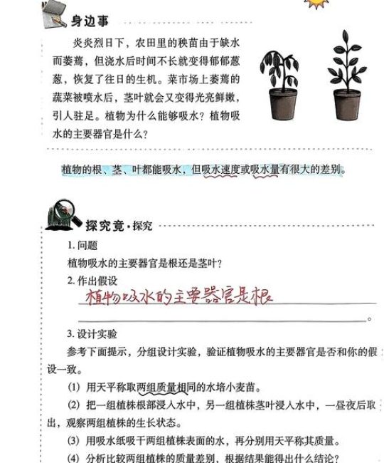 植物吸收的大部分水主要用于什么作用？