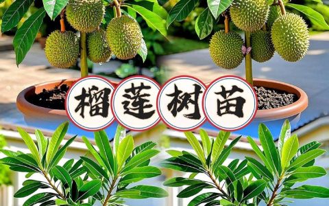 榴莲嫁接什么树最合适？专家揭秘最佳砧木与成活率技巧