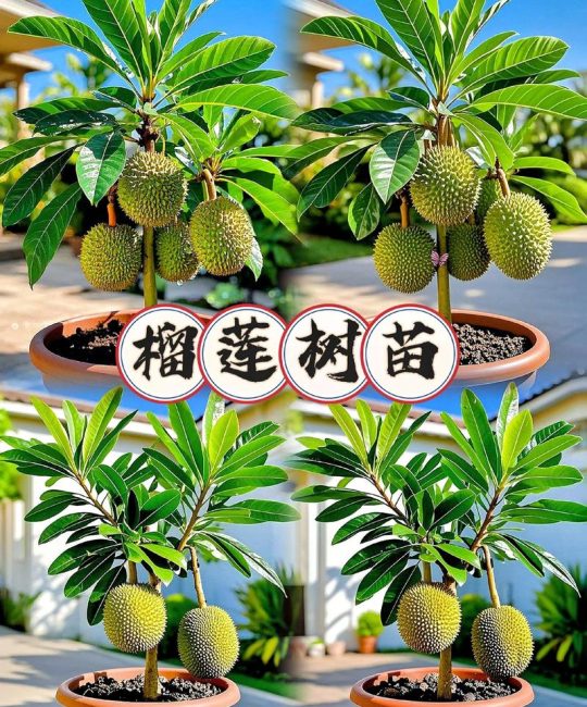 榴莲嫁接什么树最合适？专家揭秘最佳砧木与成活率技巧