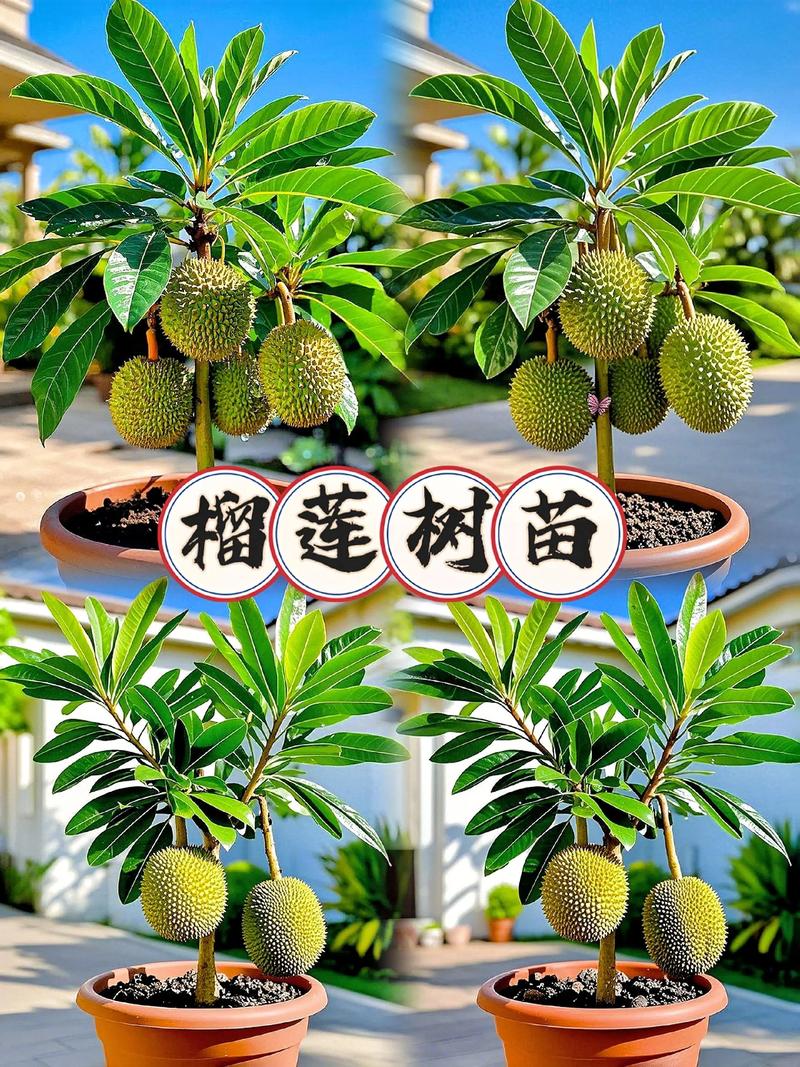 榴莲嫁接什么树最合适?专家揭秘最佳砧木与成活率技巧 榴莲嫁接什么树最合适?专家揭秘最佳砧木与成活率技巧