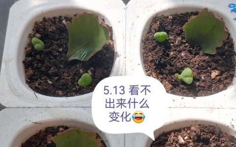 长寿花叶片扦插方法：家庭繁殖长寿花最简单的技巧