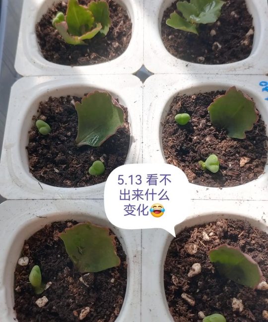 长寿花叶片扦插方法：家庭繁殖长寿花最简单的技巧