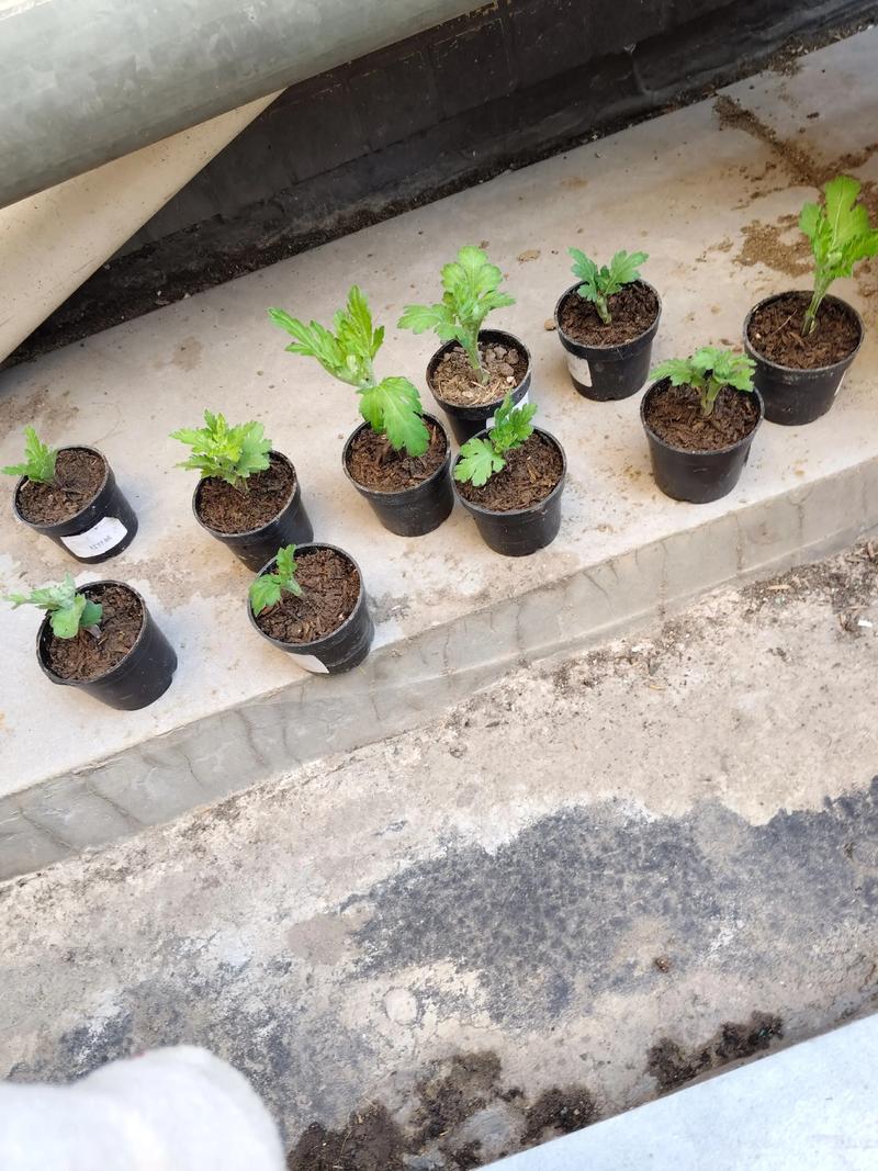 菊花苗怎么种植?从选时到成活的7步实战指南 六、缓苗管理