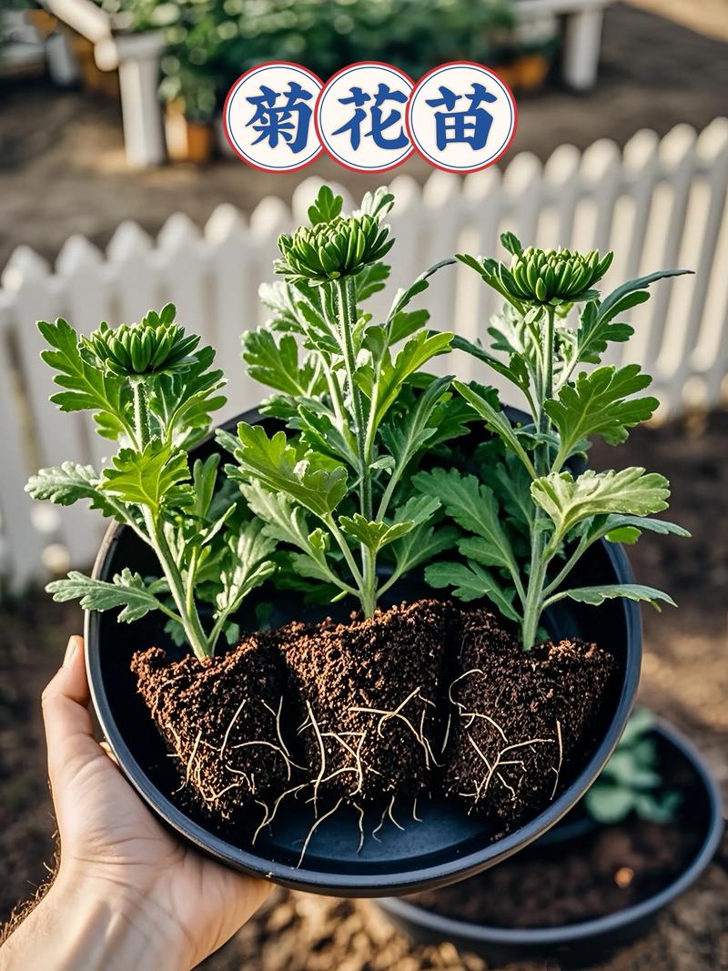 菊花苗怎么种植?从选时到成活的7步实战指南 七、成活注意事项