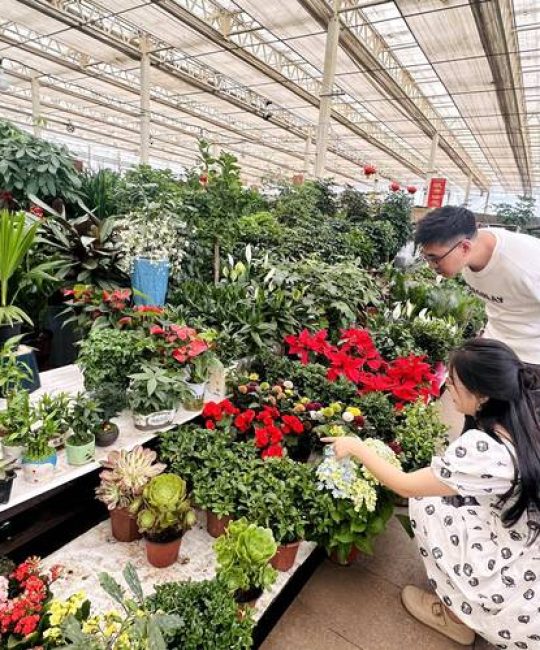 如何找到靠谱的附近花卉市场盆栽批发渠道？采购避坑指南与供应商评估标准
