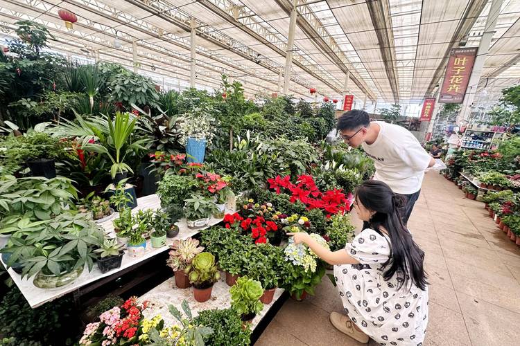 如何找到靠谱的附近花卉市场盆栽批发渠道?采购避坑指南与供应商评估标准 如何找到靠谱的附近花卉市场盆栽批发渠道?采购避坑指南与供应商评估标准