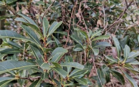 杨梅树几年才能开花结果？实生苗与嫁接苗的区别及促花技巧