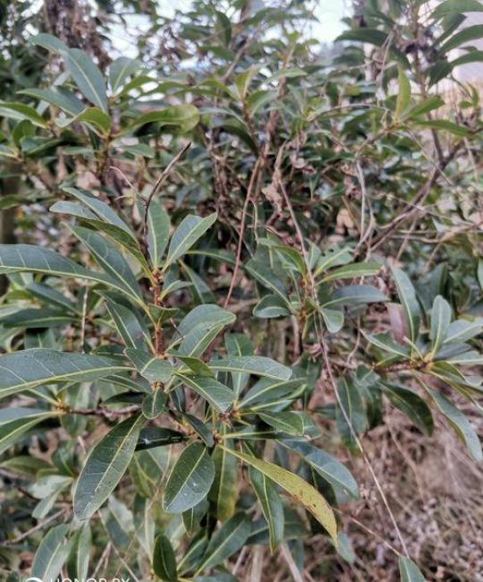 杨梅树几年才能开花结果？实生苗与嫁接苗的区别及促花技巧