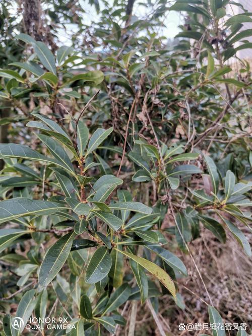 杨梅树几年才能开花结果?实生苗与嫁接苗的区别及促花技巧 杨梅树几年才能开花结果?实生苗与嫁接苗的区别及促花技巧