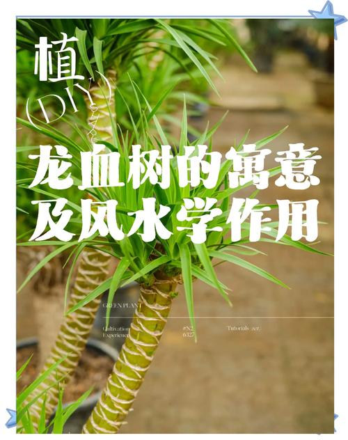 龙血树象征着什么?从传统文化到科学养护的全方位解读 安全提示