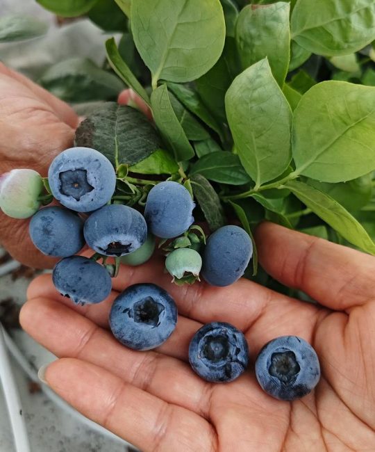家庭种植首选：不需要授粉蓝莓品种对比与种植全攻略