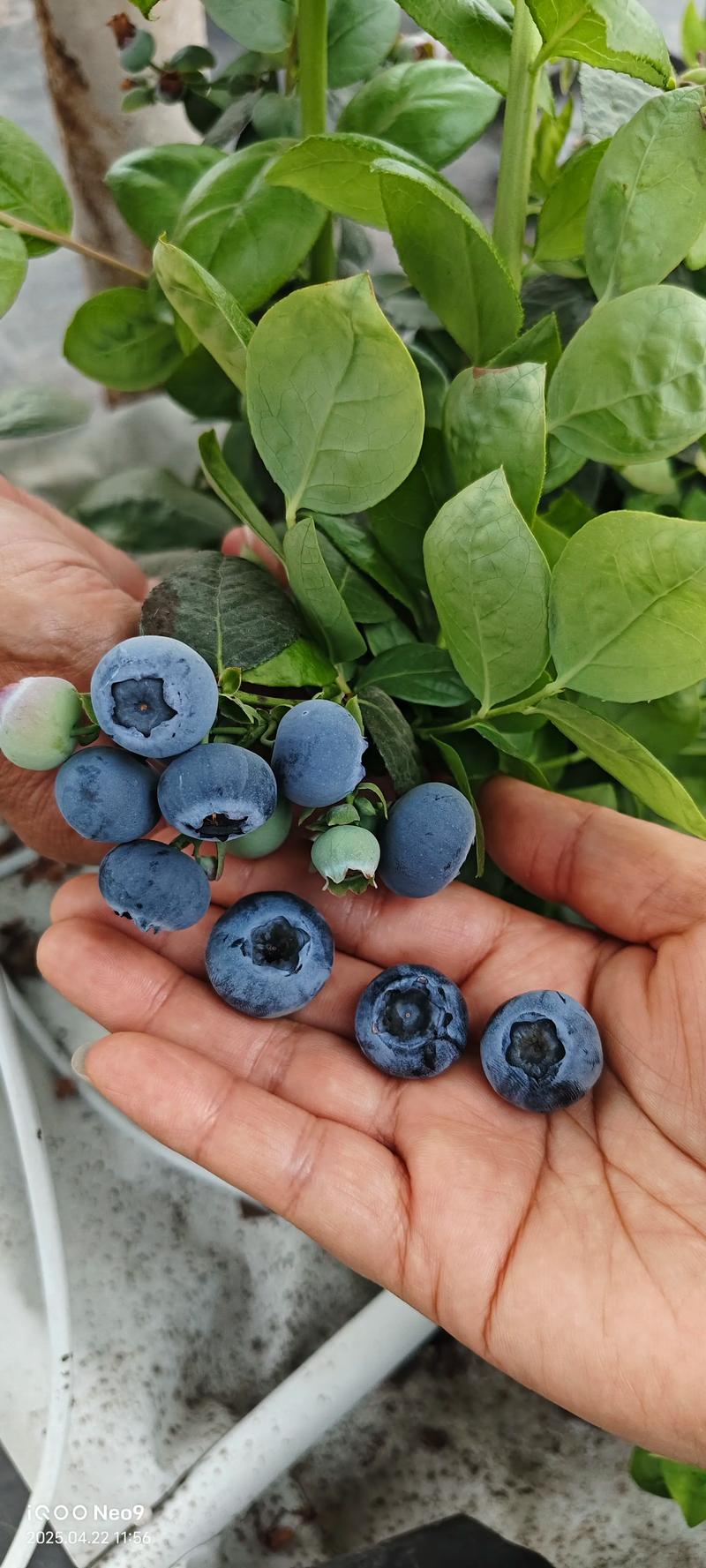 家庭种植首选:不需要授粉蓝莓品种对比与种植全攻略 家庭种植首选:不需要授粉蓝莓品种对比与种植全攻略