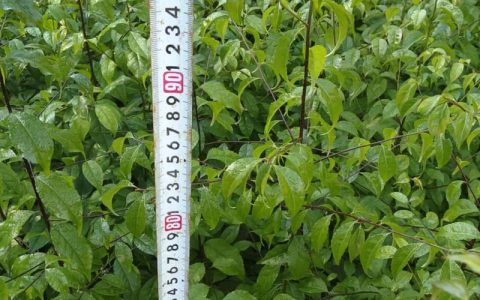 求购果树苗去哪里？2026年最新正规苗圃采购渠道与苗木质量自检指南