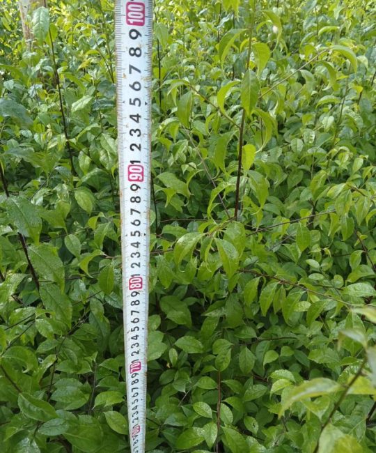 求购果树苗去哪里？2026年最新正规苗圃采购渠道与苗木质量自检指南