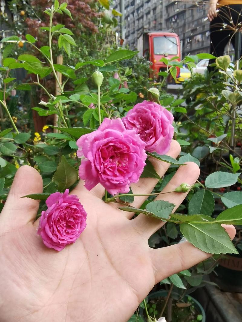 松树皮可以种月季吗?先说结论:可以用,但不能单独用 3. 地栽月季怎么用松树皮