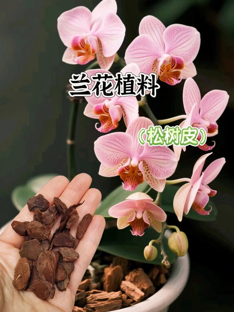 松树皮可以种月季吗?先说结论:可以用,但不能单独用 2. 月季盆栽怎么用松树皮